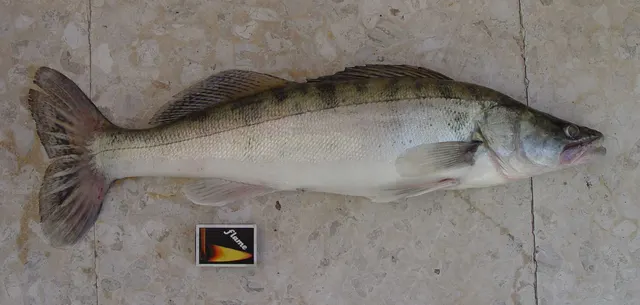 A zander in full side view on a pale floor, showing the long body, spiny first dorsal fin marked with rows of dark spots, dark vertical bars on the flank and the pointed head with visible canine teeth.