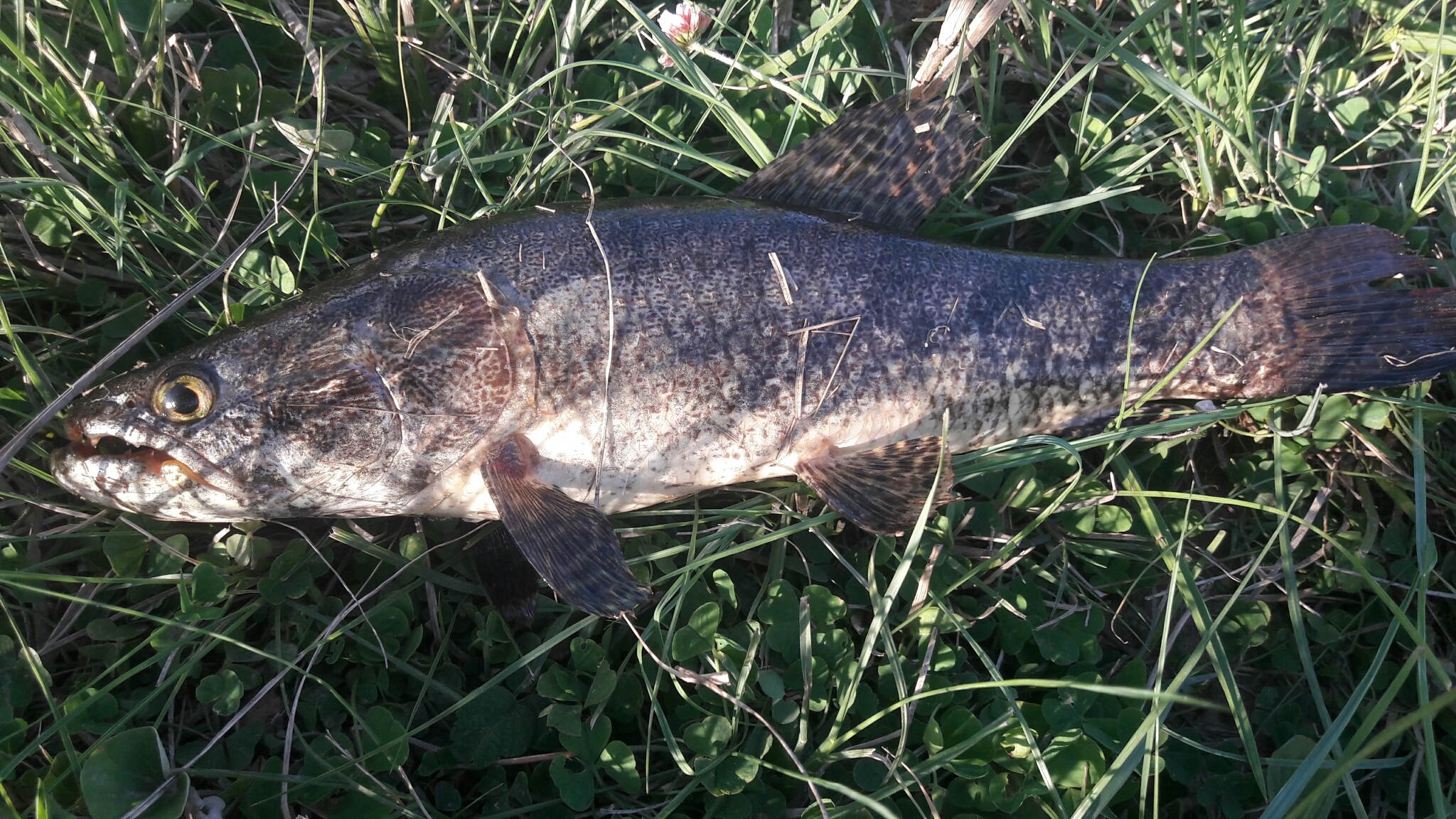 A long cylindrical fish lying on grass, with a large blunt head, conical teeth visible along the front of the jaw, a golden eye, mottled dark barring along a brown-grey flank, and a rounded tail.