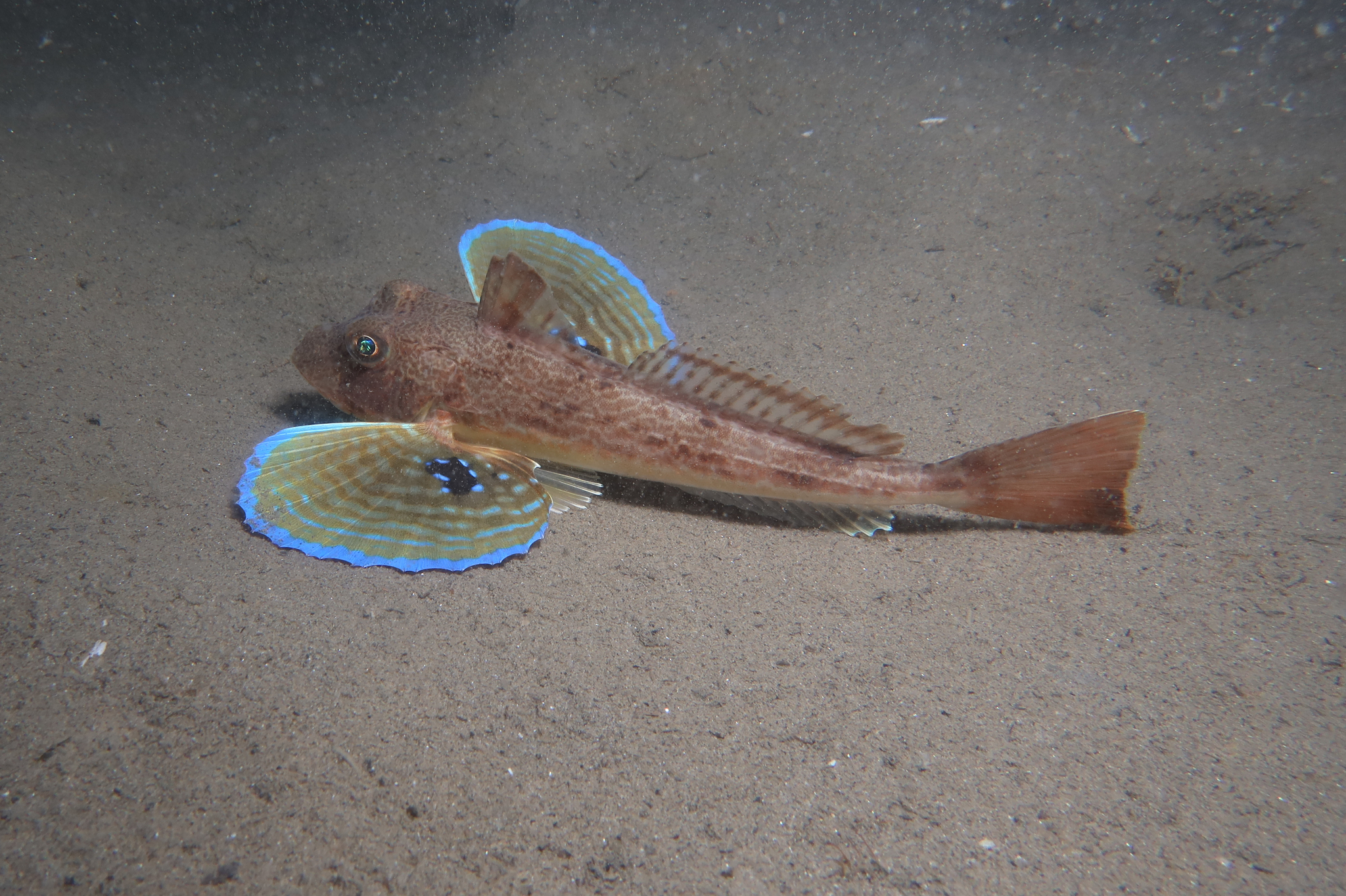 A tub gurnard lying on clean pale sand seen from the side with both pectoral fins spread wide like fans, each fan bright blue along its outer edge and green-yellow across the inner surface, three separate finger-like rays hanging below the near fan, and a heavy armoured head with a spiny first dorsal fin behind it.