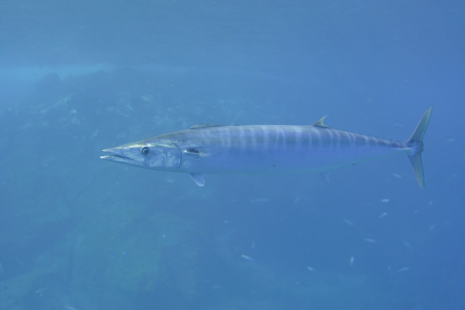 A wahoo swimming in open blue water in full side view, extremely long and slender, with vertical blue-grey bars down a silver flank, a long pointed beak-like snout, a low dorsal fin running most of the back, small finlets before the tail and a narrow keeled tail wrist.