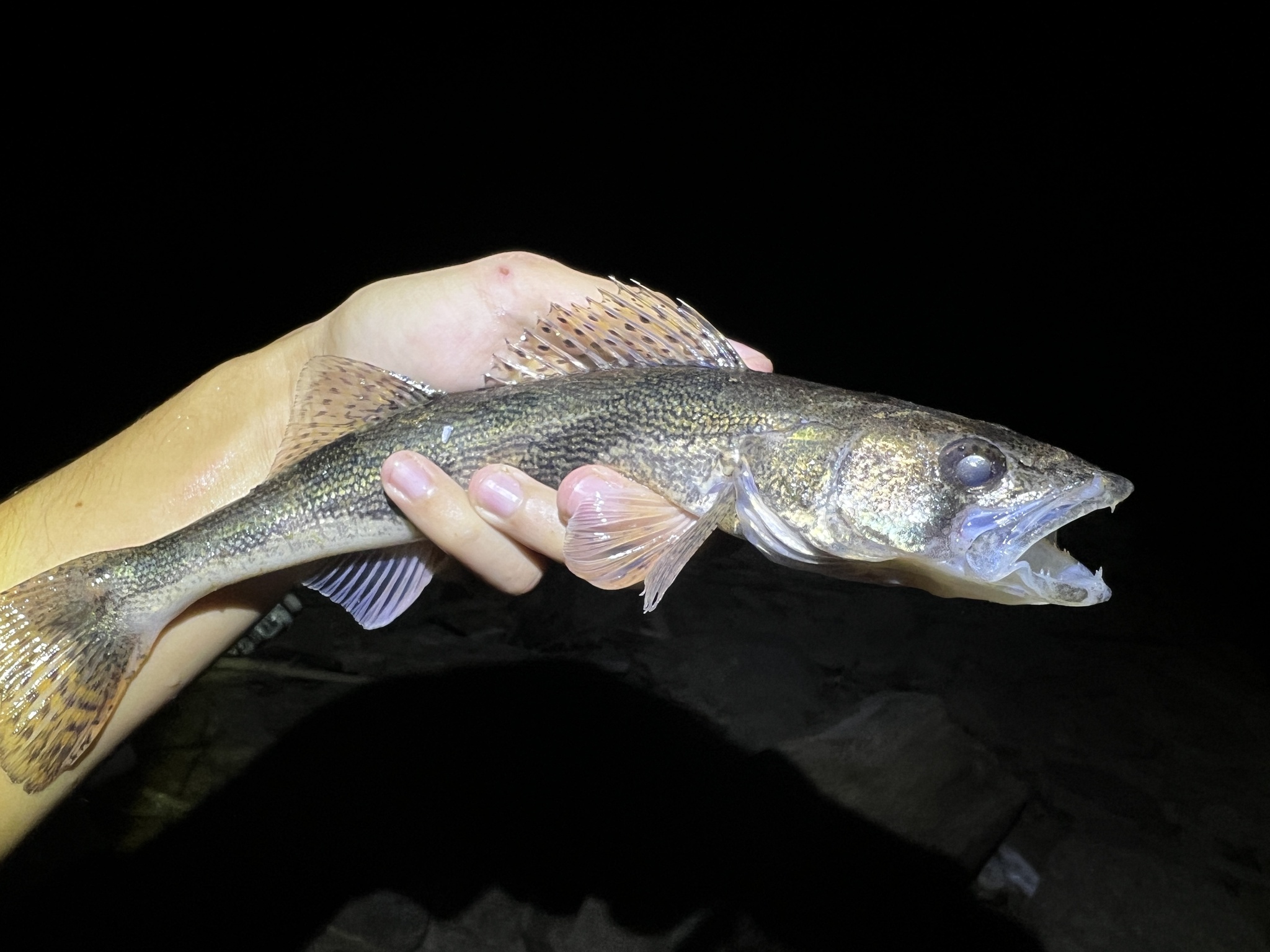 A brassy, dark-saddled perch-like fish held horizontally in a wet hand at night, its spiny first dorsal fin fully raised and carrying several rows of distinct dark round spots across the membranes between the spines, with canine teeth visible in the open mouth.