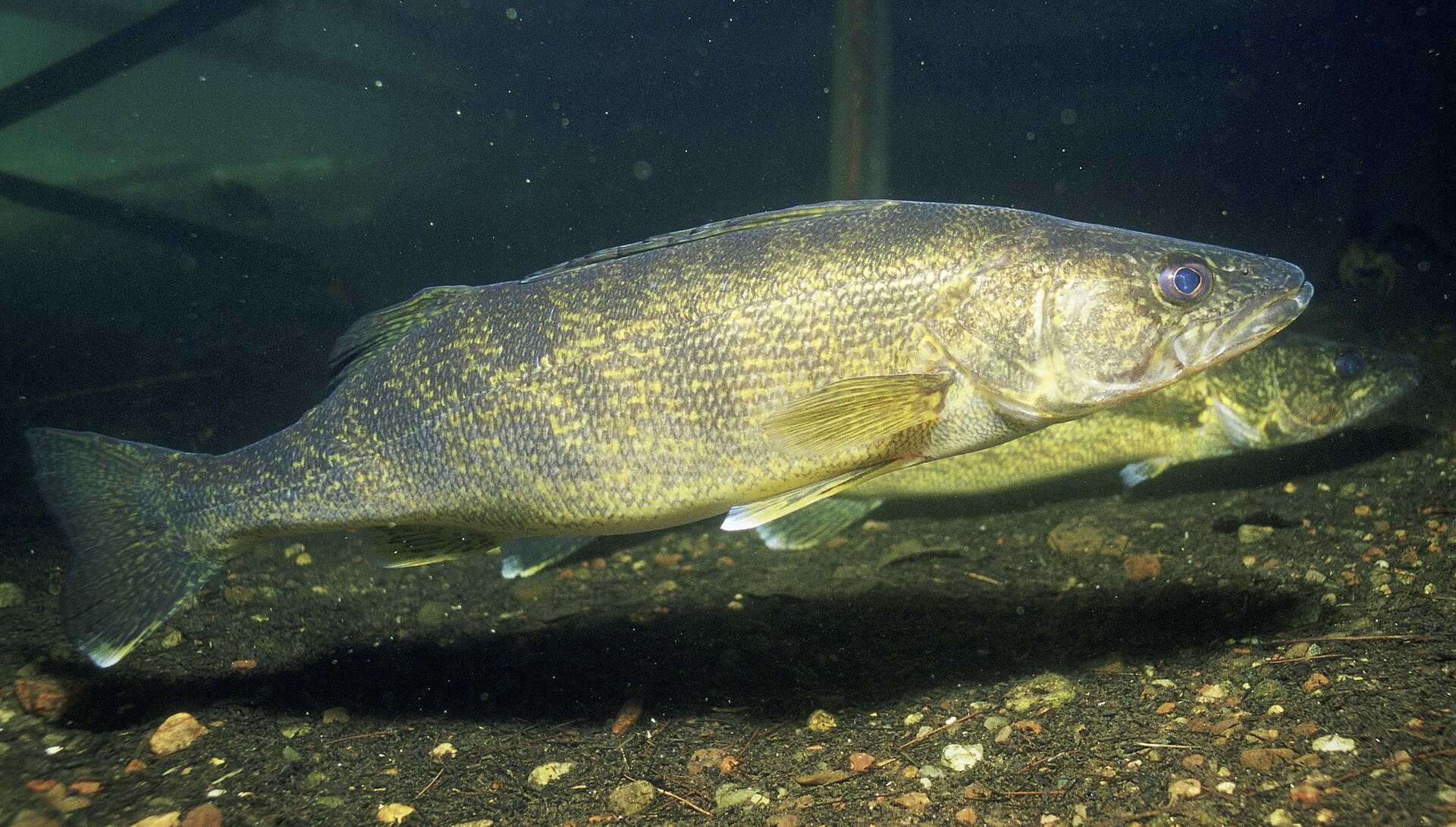 A walleye over a dark bottom, showing the large reflective eye, two separate dorsal fins and a white tip on the lower tail lobe.