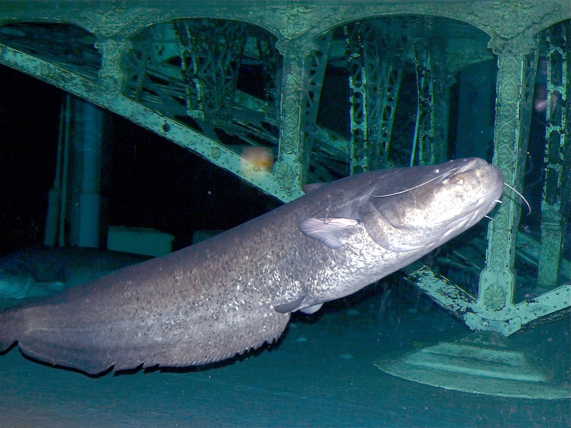 A wels catfish in an aquarium seen from above and to one side, showing a broad flattened head with two very long barbels, small eyes, a mottled scaleless body and a very long anal fin running back to the tail.