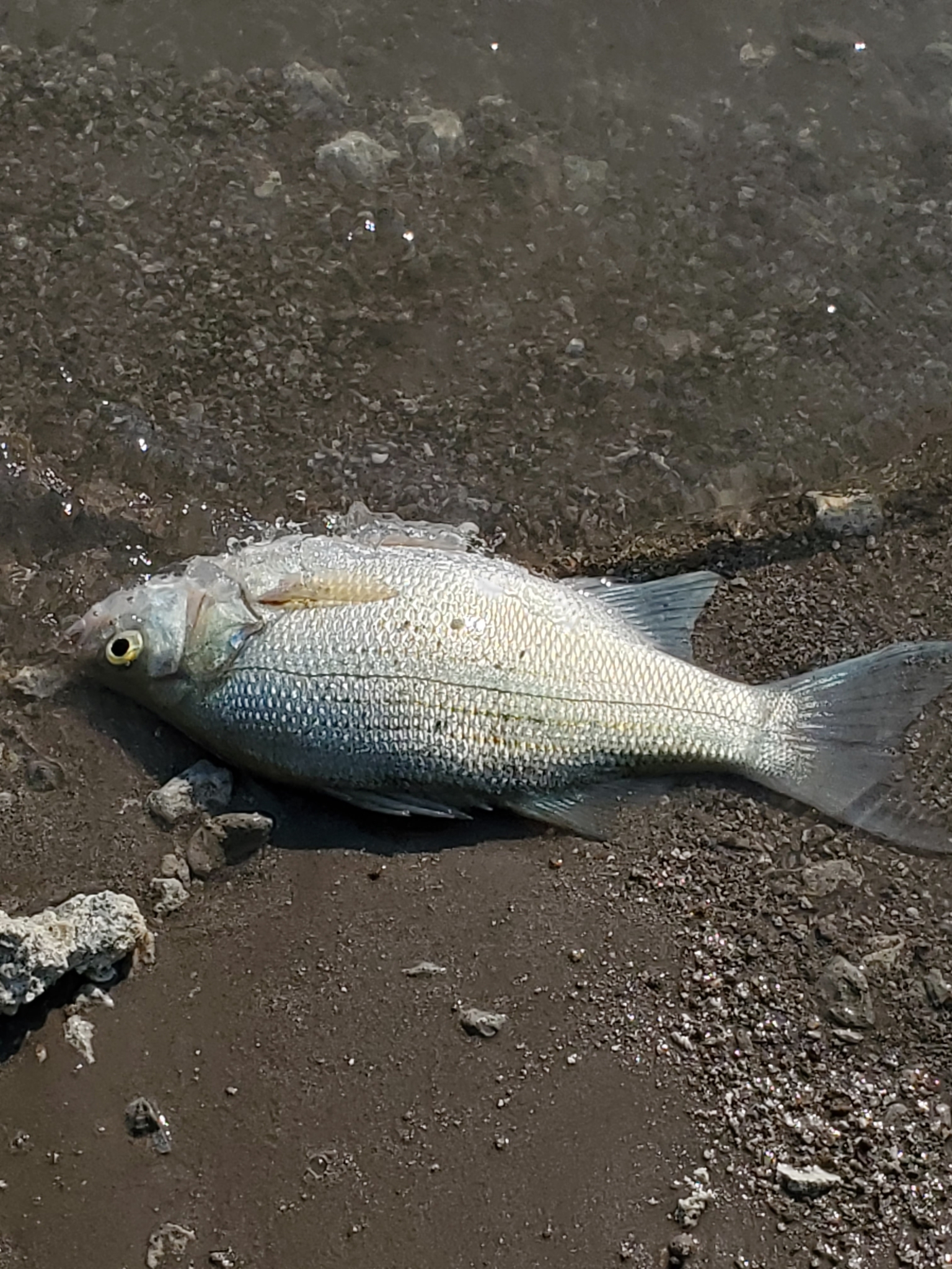 A white bass lying on a lakeshore mudflat, seen from the side, whole fish in frame, deep-bodied and strongly compressed with the back arched behind the head, silver flanks carrying faint broken horizontal stripes that fade out above the lateral line, and collapsed dorsal fins.
