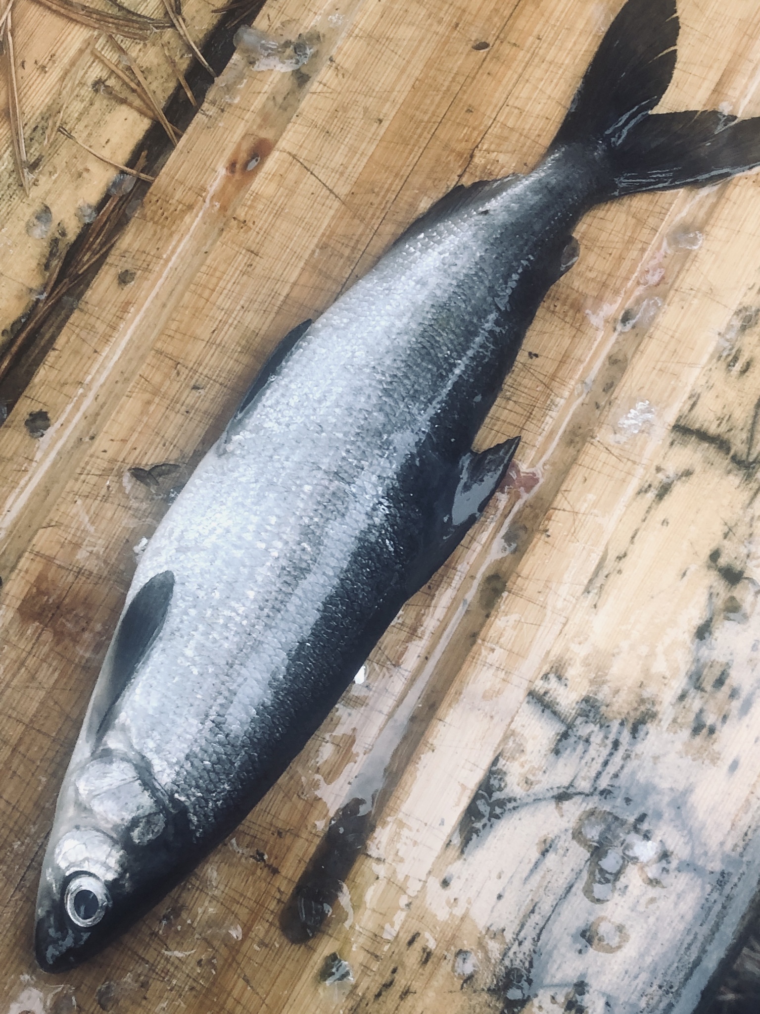 A silver fish with a dark blue-grey back lying on wet timber boards, with large scales, a small adipose fin between the dorsal and the forked tail, and a blunt snout that overhangs a small mouth set beneath it.