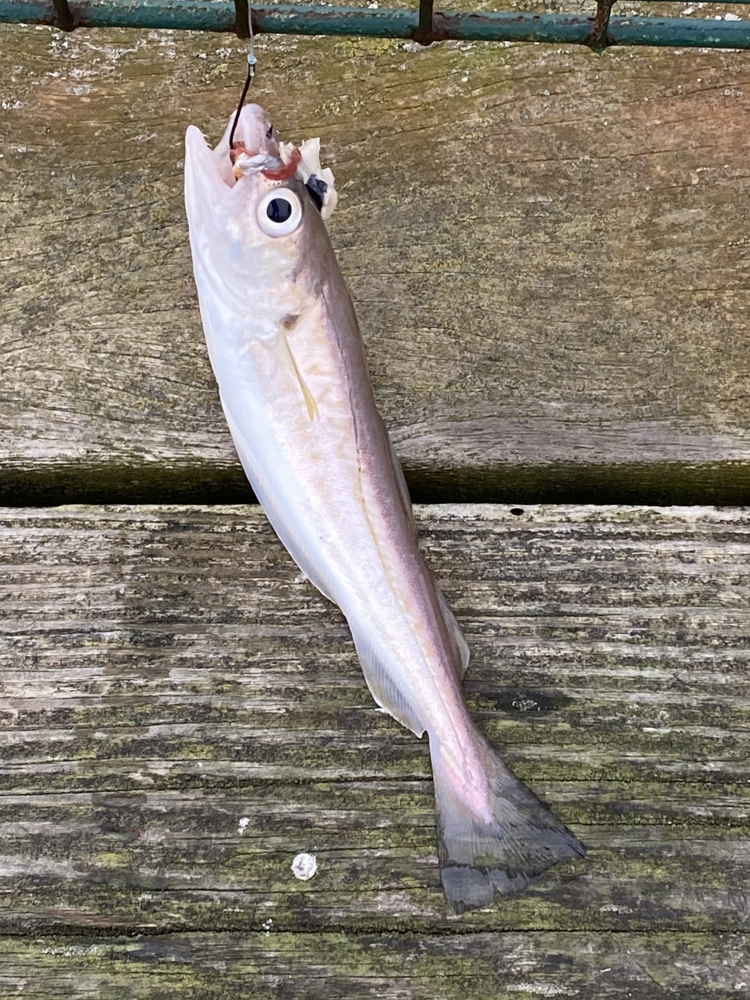 A whiting hung vertically by the trace against weathered decking, showing the whole slender silver fish head-up, with a pointed snout, a projecting upper jaw, no barbel beneath the chin, a dark blotch at the base of the pectoral fin and the three separate dorsal fins of the cod family.