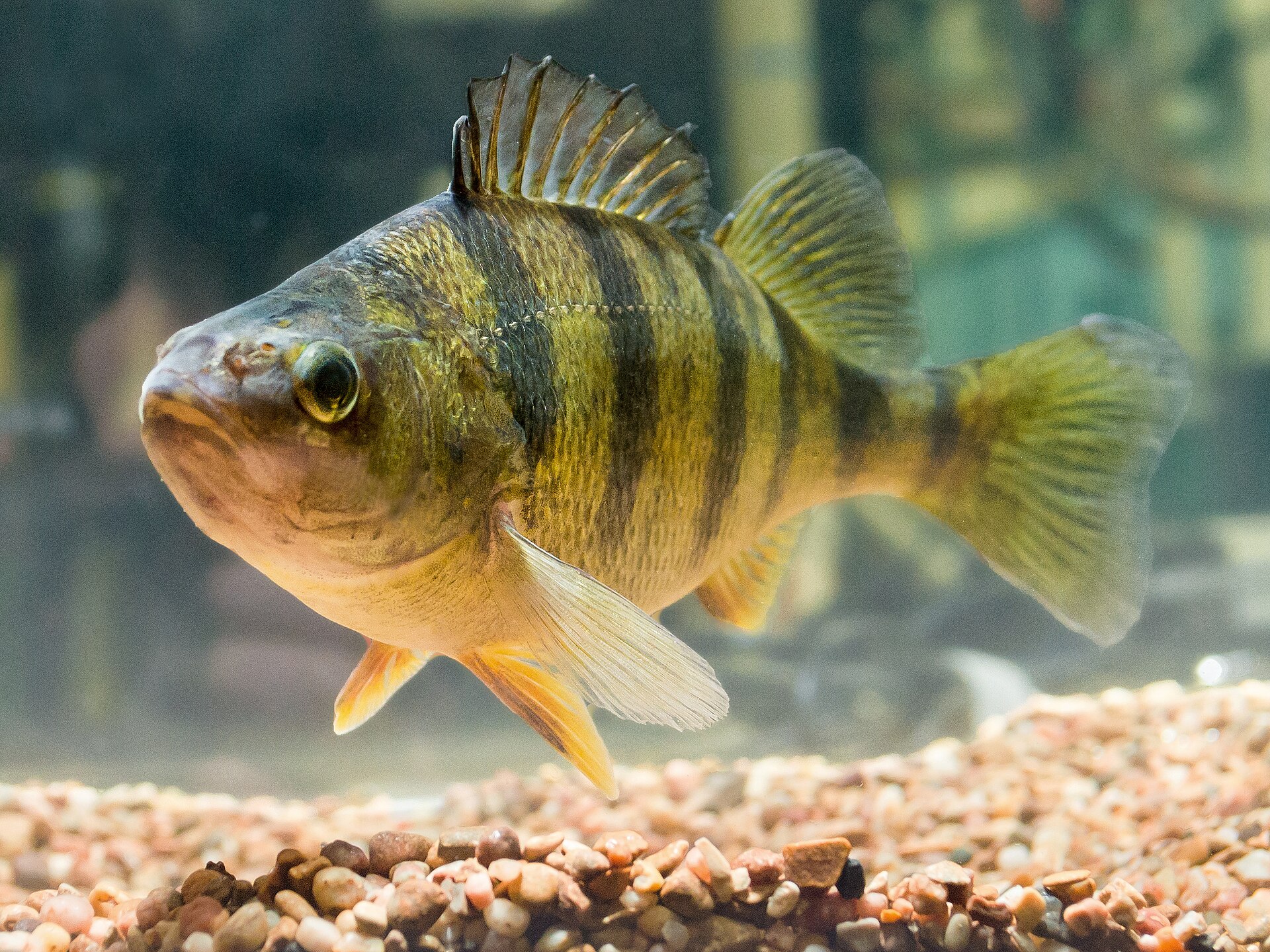A yellow perch in an aquarium seen from slightly ahead of side-on, showing dark vertical bars over a yellow-green flank, orange lower fins and a spiny dorsal fin with no dark blotch at its rear.