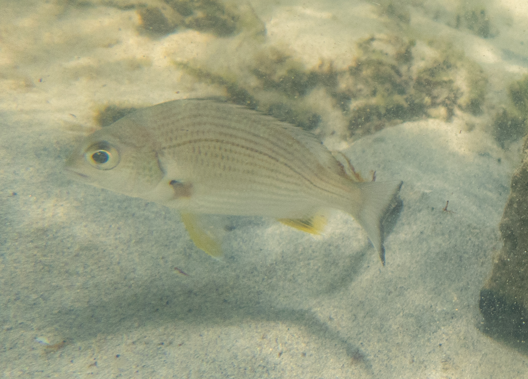 A yellowfin bream in side view over clean sand in shallow Queensland water, whole fish in frame, its pelvic and anal fins strongly yellow against a silver flank ruled with faint horizontal lines along the scale rows, with a yellow wash on the lower tail lobe and a dark trailing edge to the tail.
