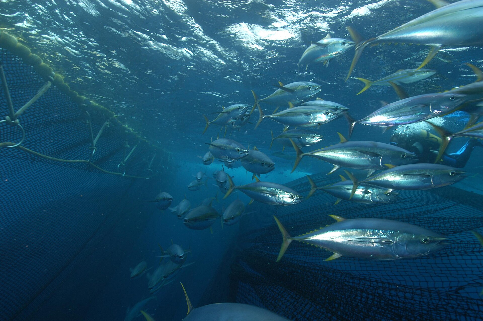Several yellowfin tuna swimming inside a net pen, showing torpedo-shaped silver bodies, bright yellow finlets edged in black along the tail, and elongated yellow second dorsal and anal fins.