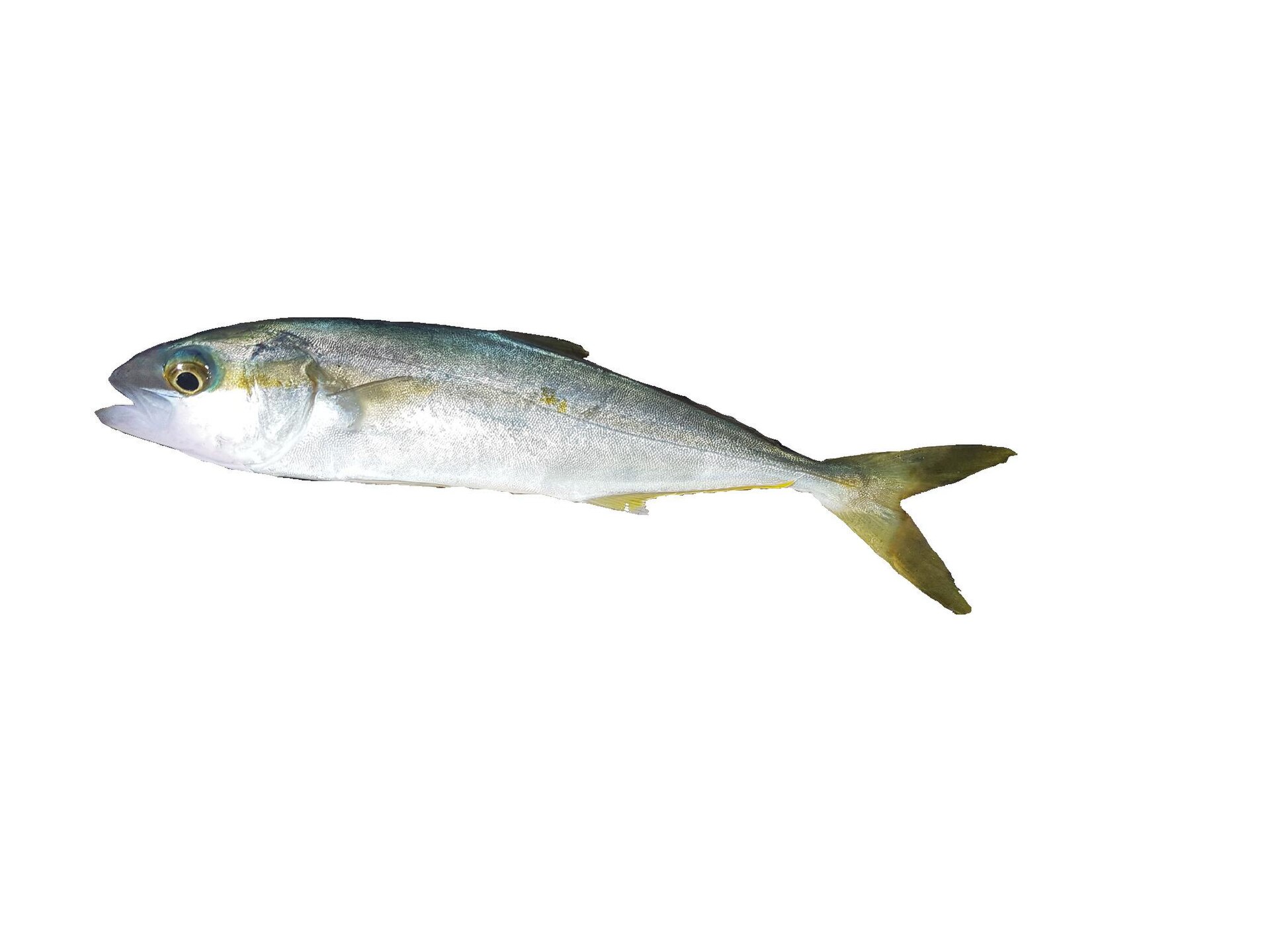 A yellowtail kingfish cut out against white in full side view, showing an elongate silver body, a brassy band along the flank, a low soft dorsal fin and a yellow forked tail.