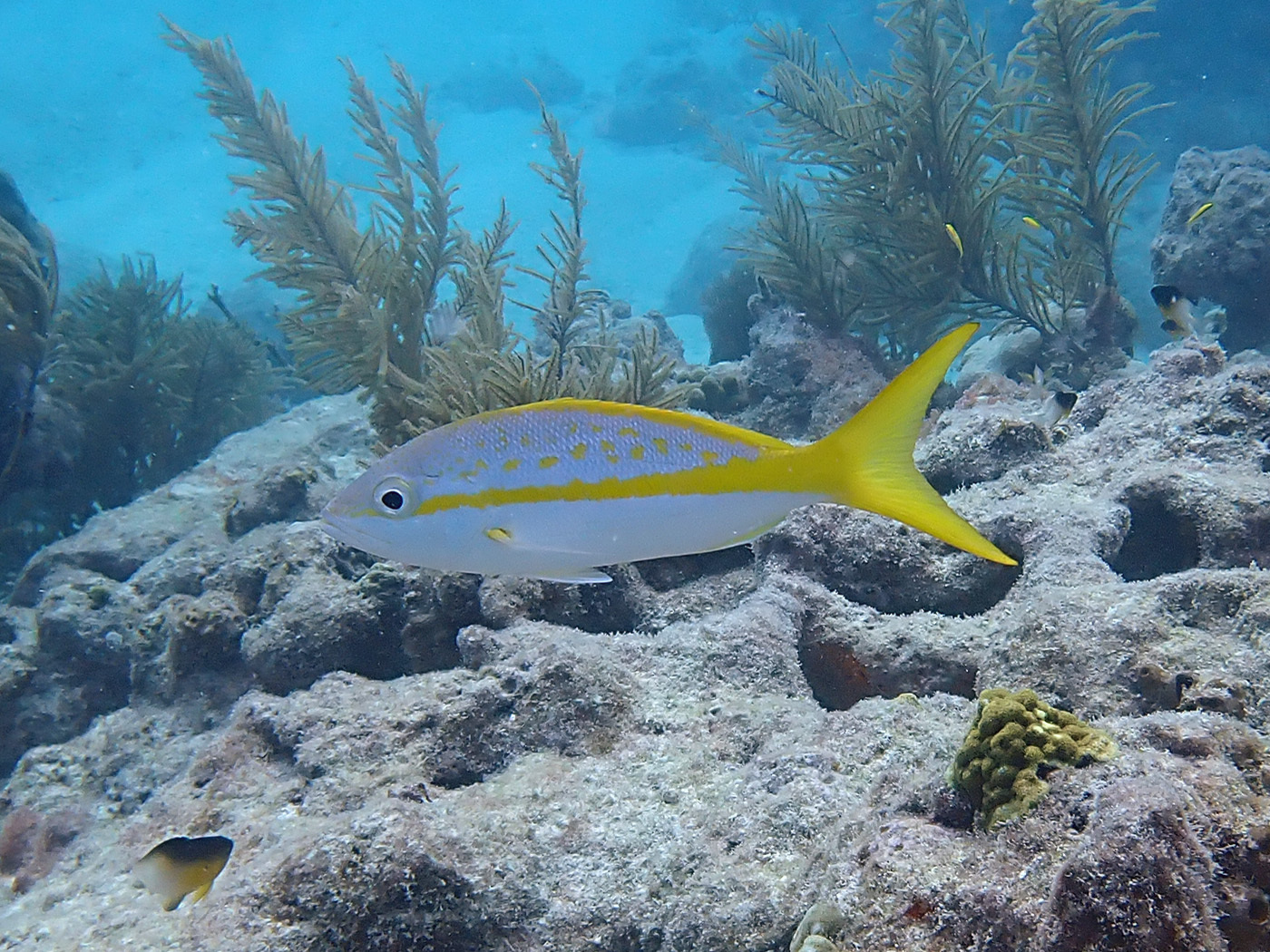 A yellowtail snapper in full side view over a shallow Florida Keys reef, whole fish in frame and unobstructed, with a broad yellow stripe running from the snout through the eye and widening backwards into a deeply forked and entirely yellow tail, and yellow blotches scattered over a pale violet-silver back.