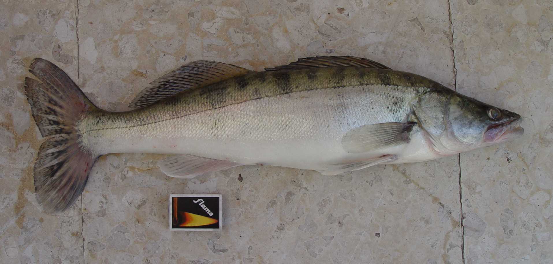 A zander in full side view on a pale floor, showing the long body, spiny first dorsal fin marked with rows of dark spots, dark vertical bars on the flank and the pointed head with visible canine teeth.